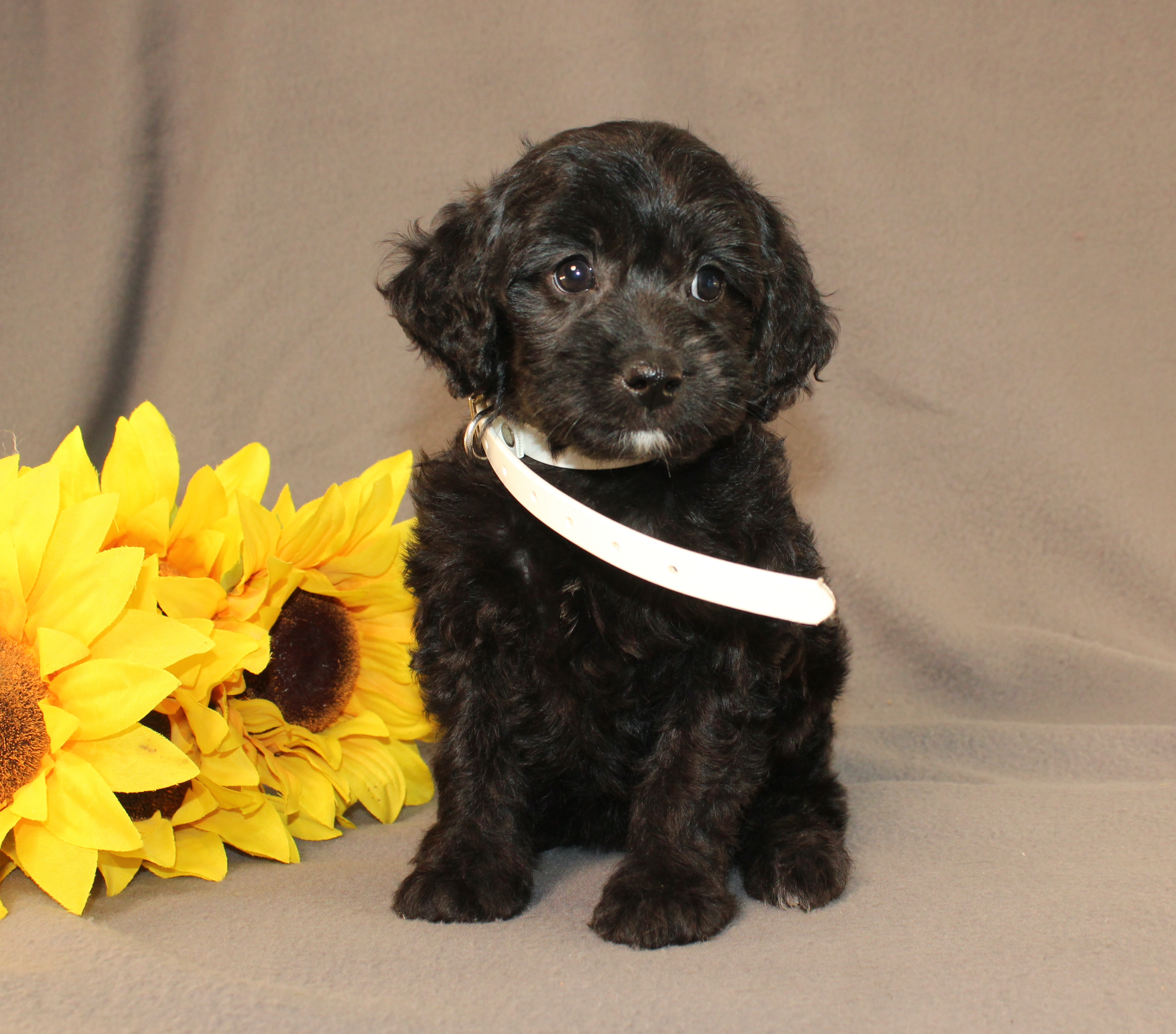 puppy, for, sale, Mini Cavagoldendoodle, Ivan J. Stoltzfus, dog, breeder, Dornsife, PA, dog-breeder, puppy-for-sale, forsale, nearby, find, puppyfind, locator, puppylocator, aca